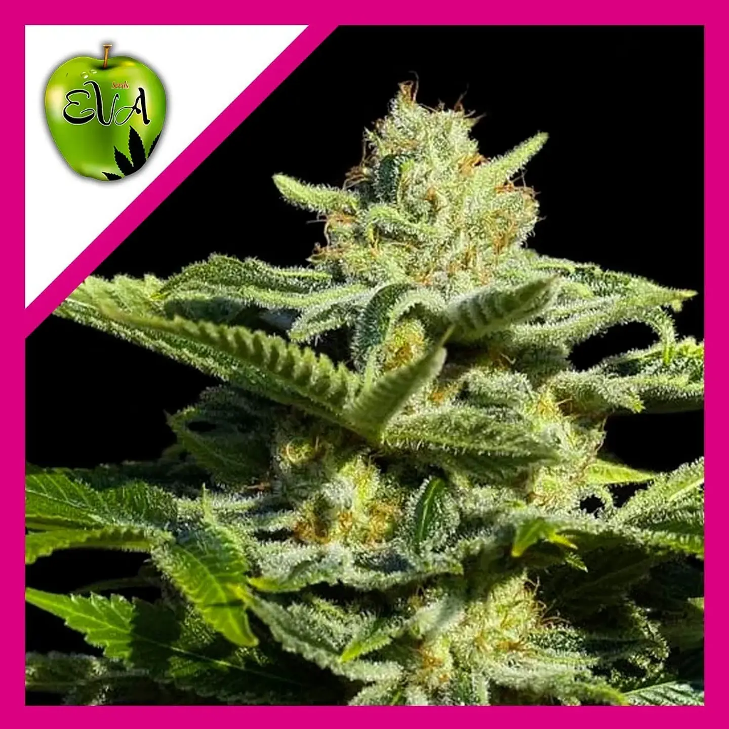 Papa'S Candy Fem X3-Eva Seeds 1