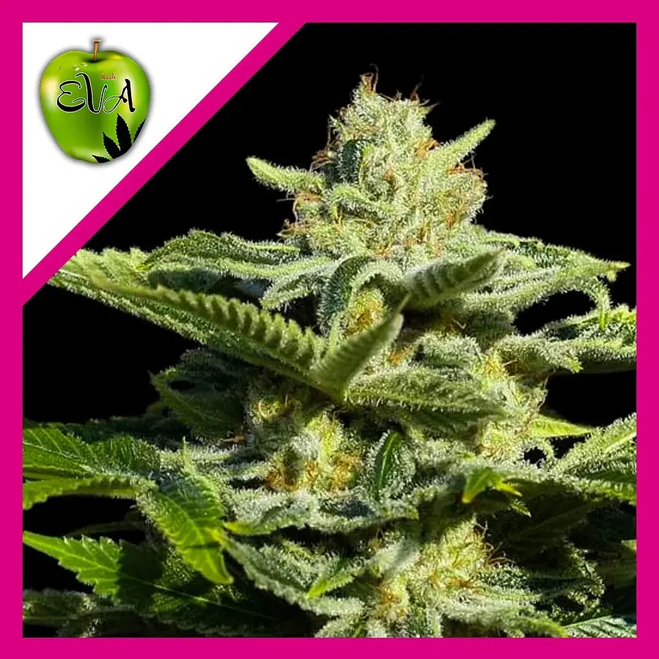 Papa'S Candy Fem X3-Eva Seeds 1