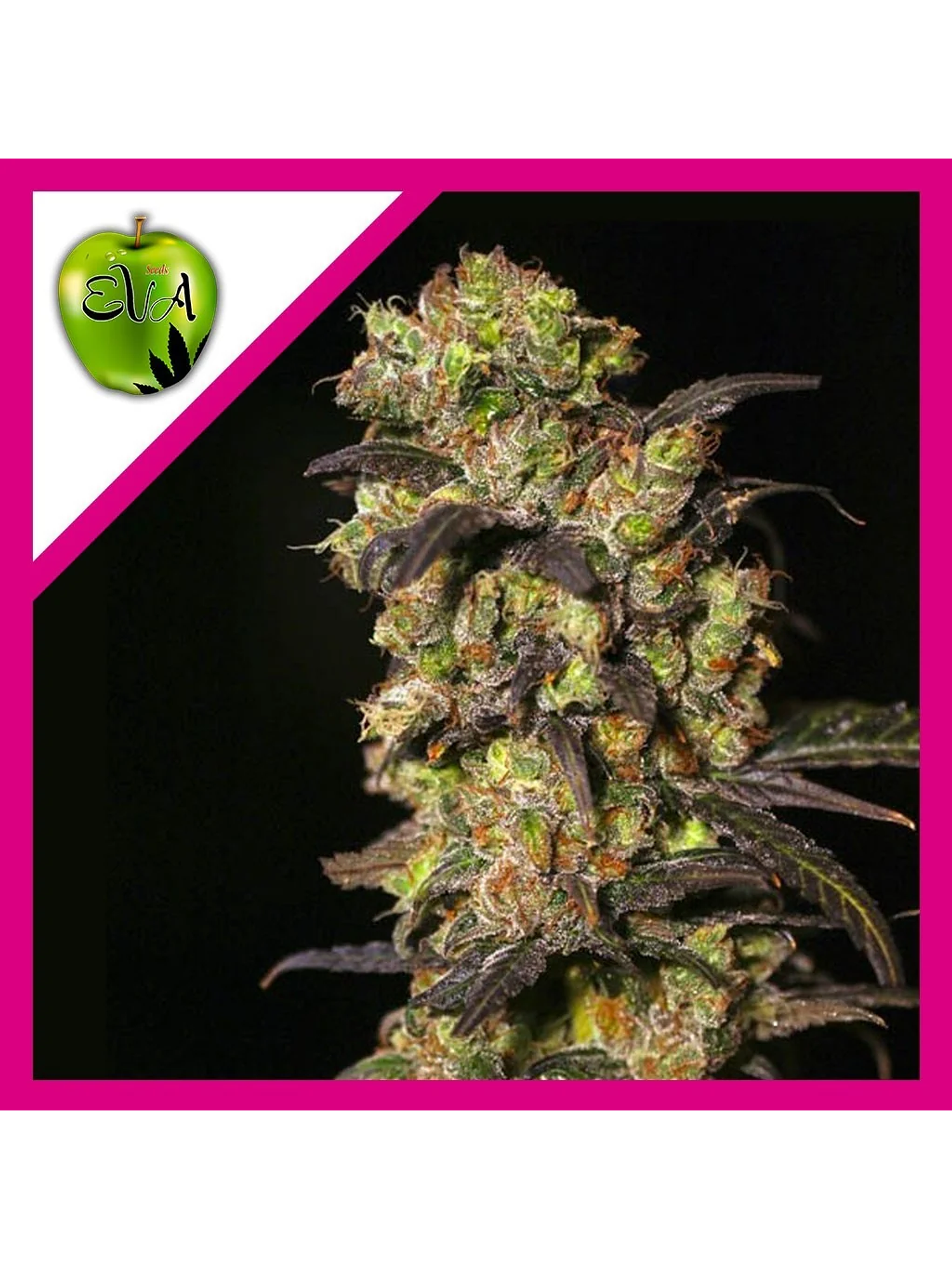 Pink Plant Fem X3+1-Eva Seeds 1