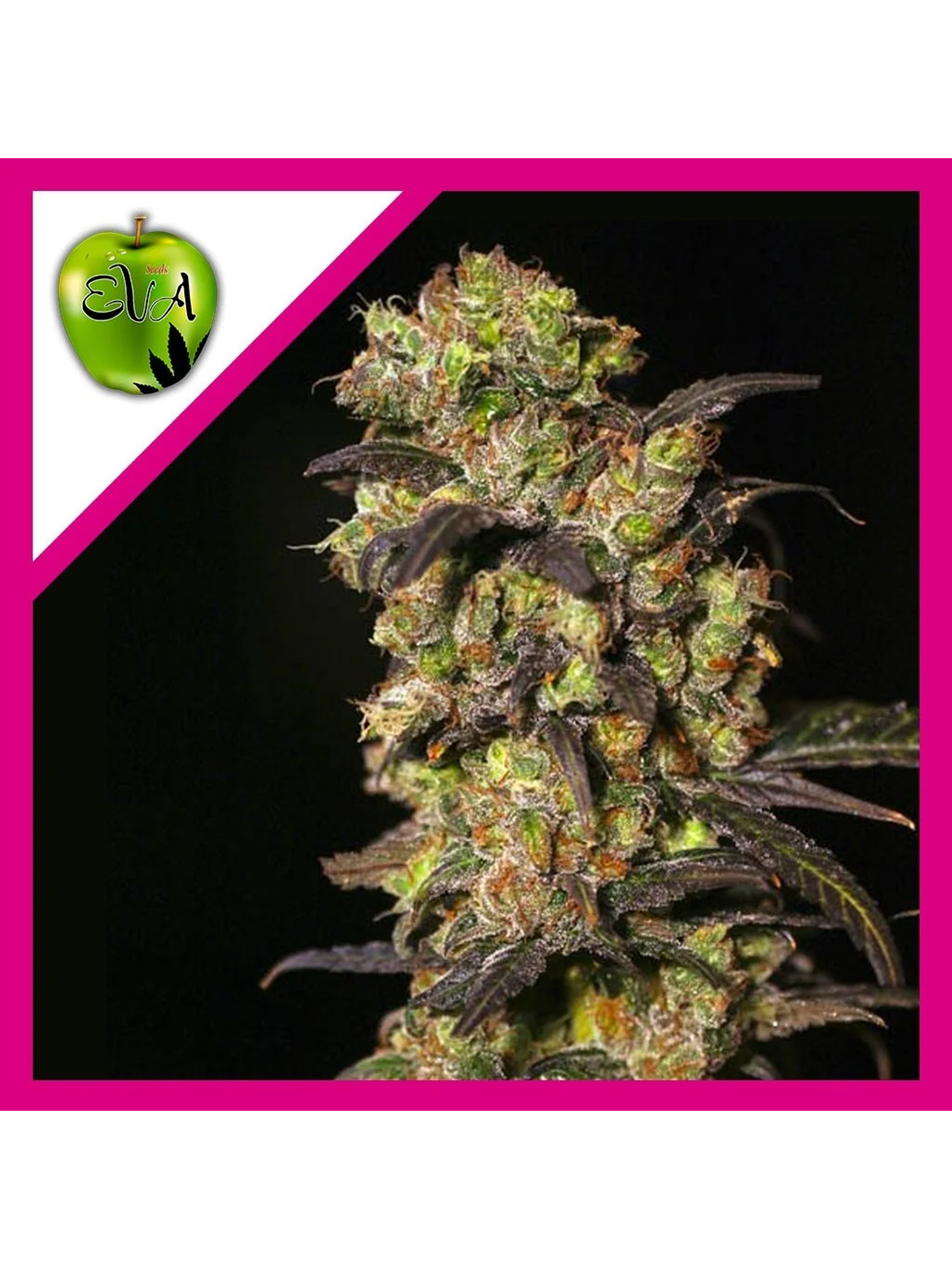 Pink Plant Fem X3+1-Eva Seeds 1