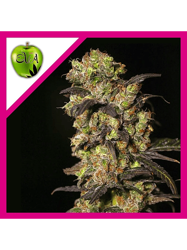 PINK PLANT FEM X3+1-EVA SEEDS 1