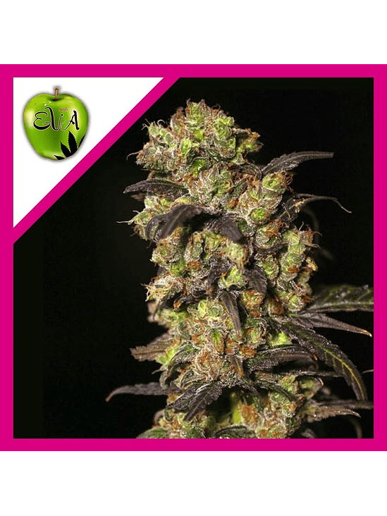 PINK PLANT FEM X3+1-EVA SEEDS 1