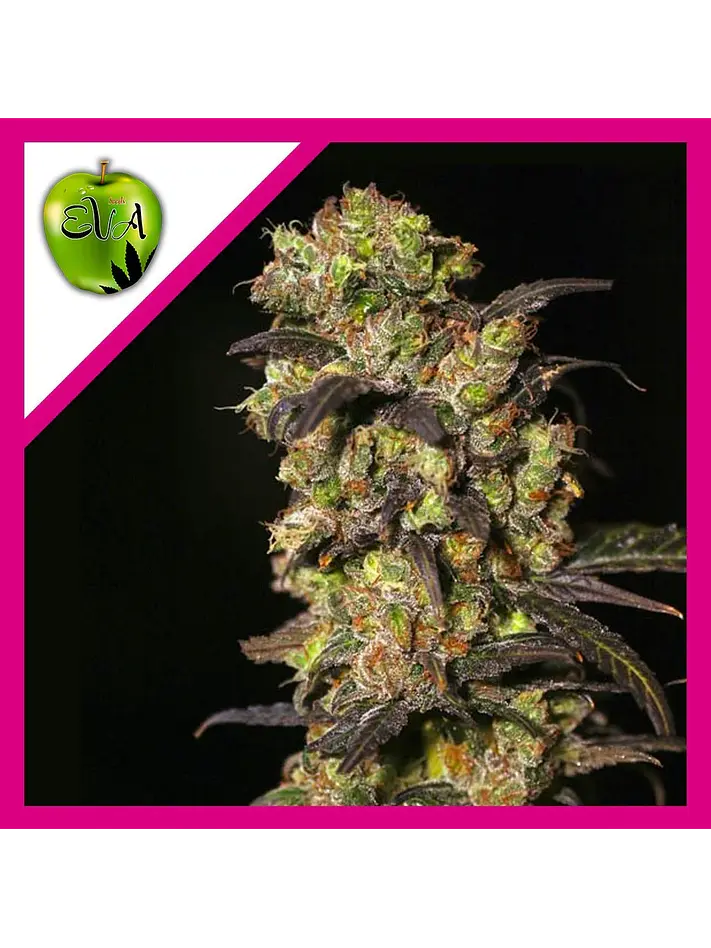 Pink Plant Fem X3+1-Eva Seeds 1
