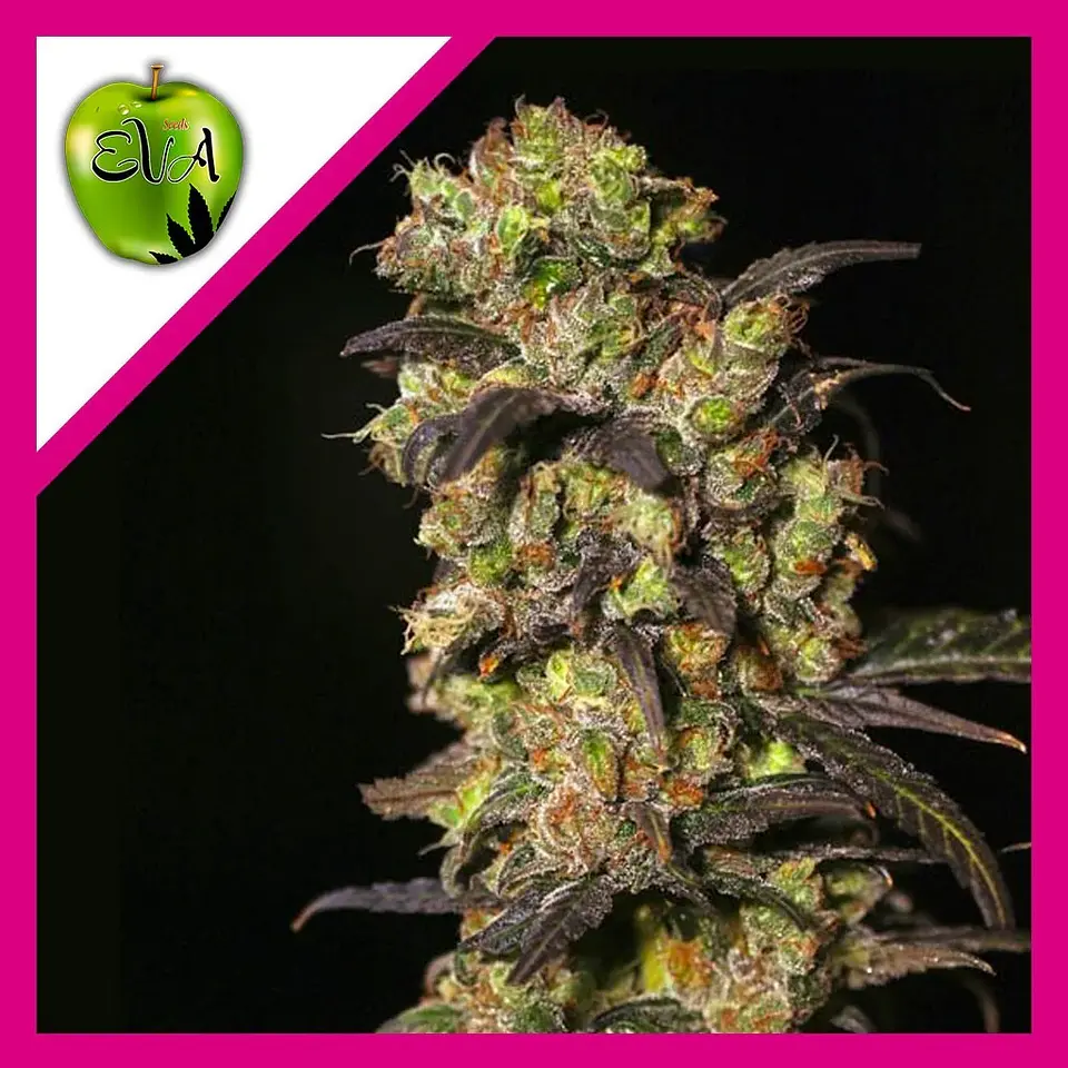 Pink Plant Fem X3+1-Eva Seeds 1