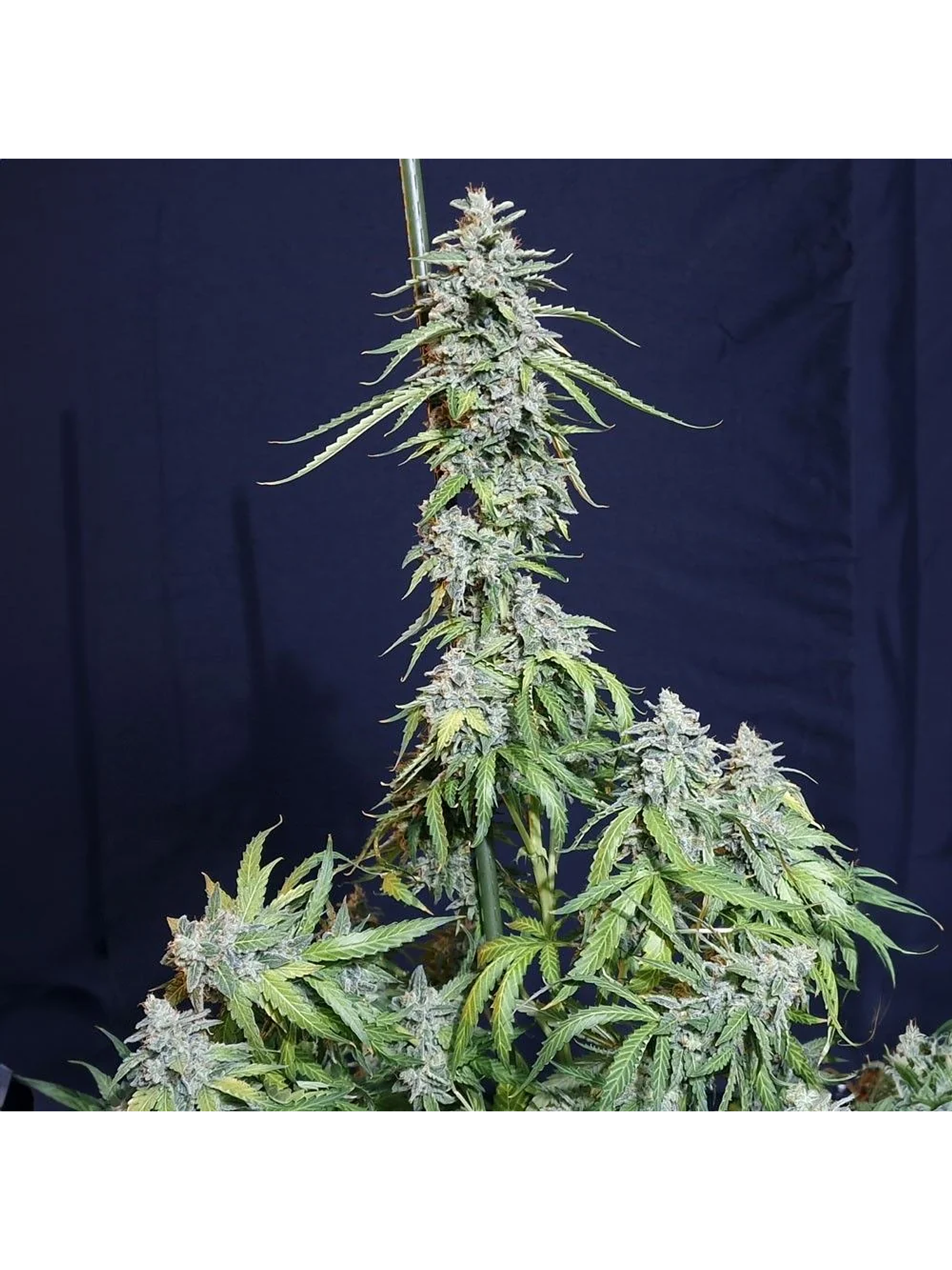 Super Watermelon Auto X3-Eva Seeds 1