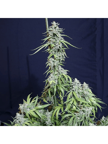 SUPER WATERMELON AUTO X3-EVA SEEDS 1