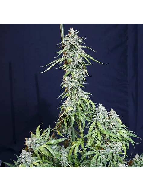 Super Watermelon Auto X3-Eva Seeds 1