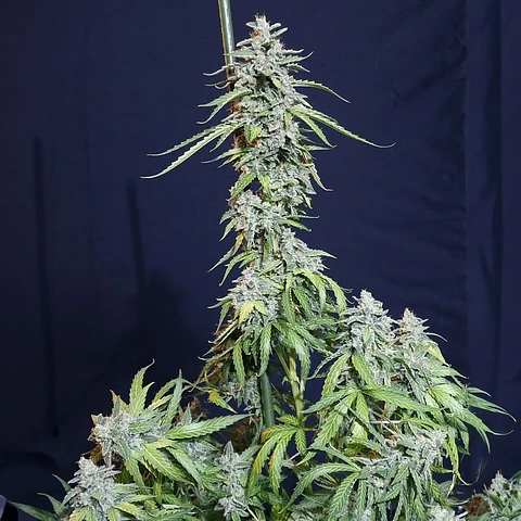 Super Watermelon Auto X3-Eva Seeds