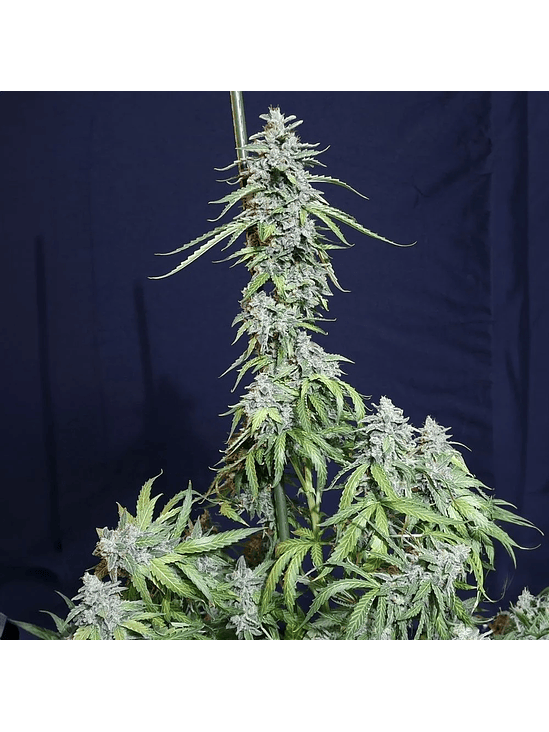 SUPER WATERMELON AUTO X3-EVA SEEDS 1