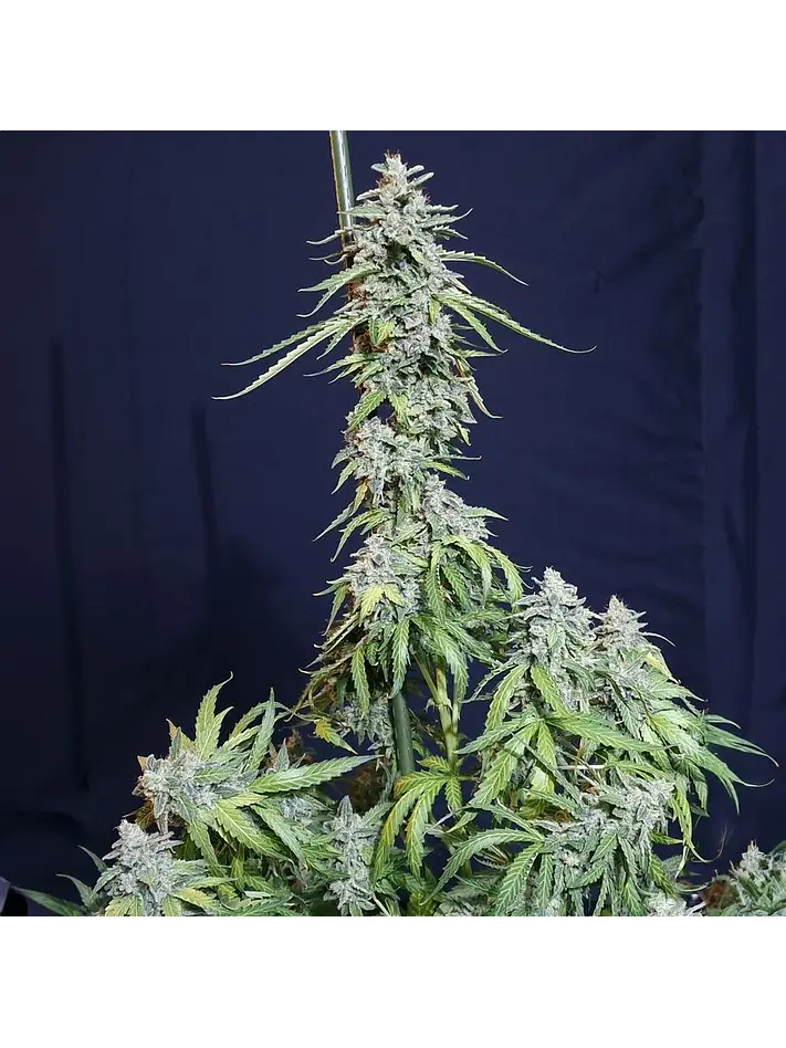 Super Watermelon Auto X3-Eva Seeds 1