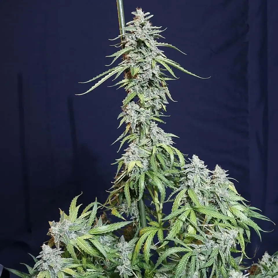 Super Watermelon Auto X3-Eva Seeds 1