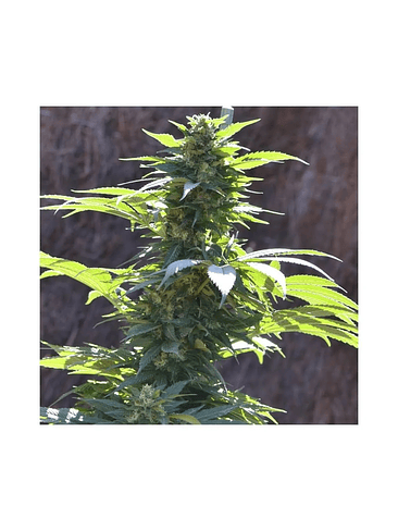 TNT KUSH CBD FEM X3+1-EVA SEEDS 2