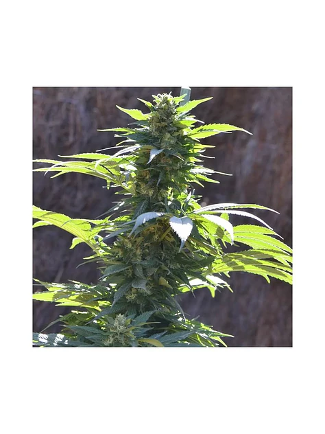 Tnt Kush Cbd Fem X3+1-Eva Seeds 2