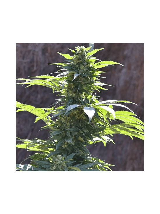 TNT KUSH CBD FEM X3+1-EVA SEEDS 2