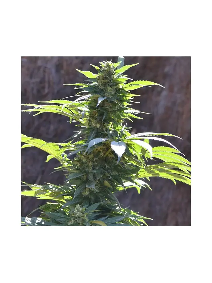 Tnt Kush Cbd Fem X3+1-Eva Seeds 2