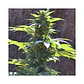 Tnt Kush Cbd Fem X3+1-Eva Seeds - Miniatura 2