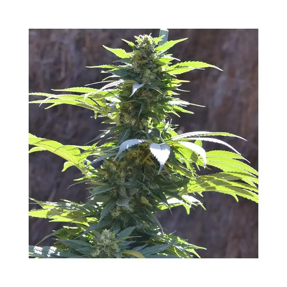 Tnt Kush Cbd Fem X3+1-Eva Seeds 2