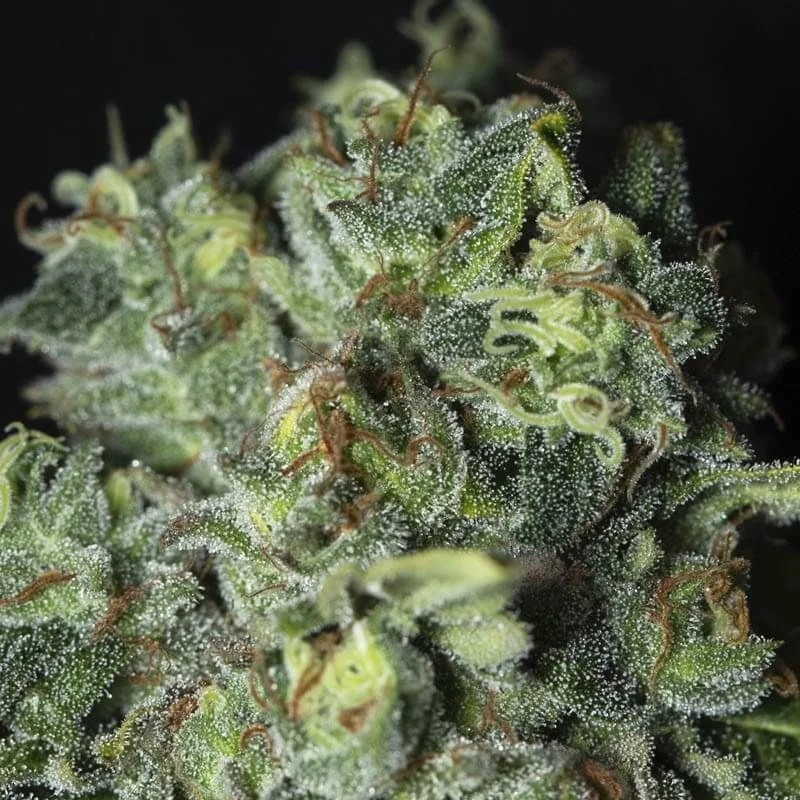 Tnt Kush Cbd Fem X3+1-Eva Seeds 3