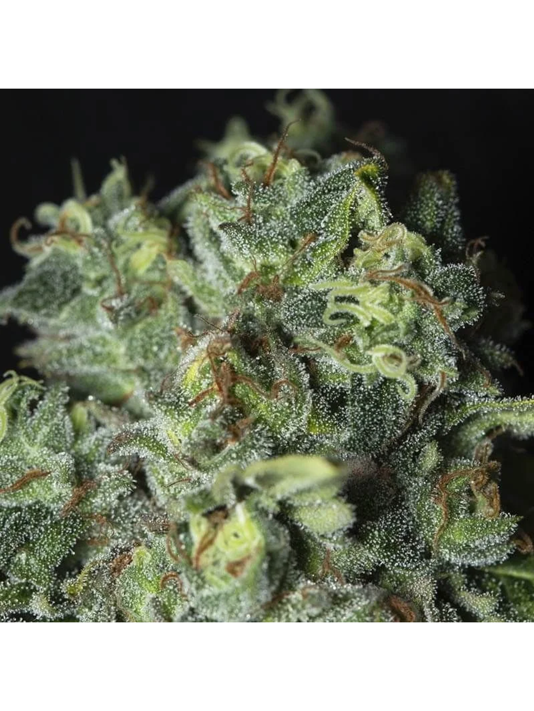 Tnt Kush Cbd Fem X3+1-Eva Seeds 3