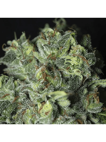 TNT KUSH CBD FEM X3+1-EVA SEEDS 3