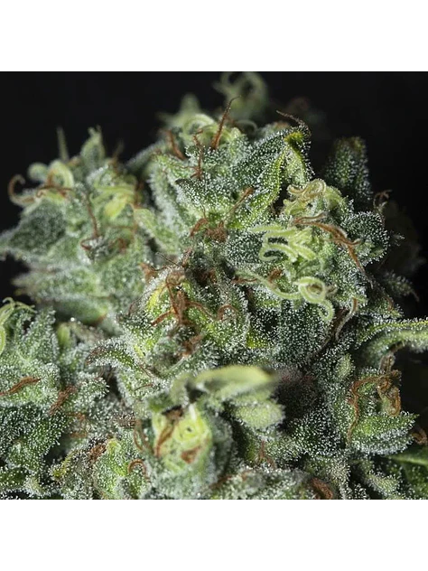 Tnt Kush Cbd Fem X3+1-Eva Seeds 3