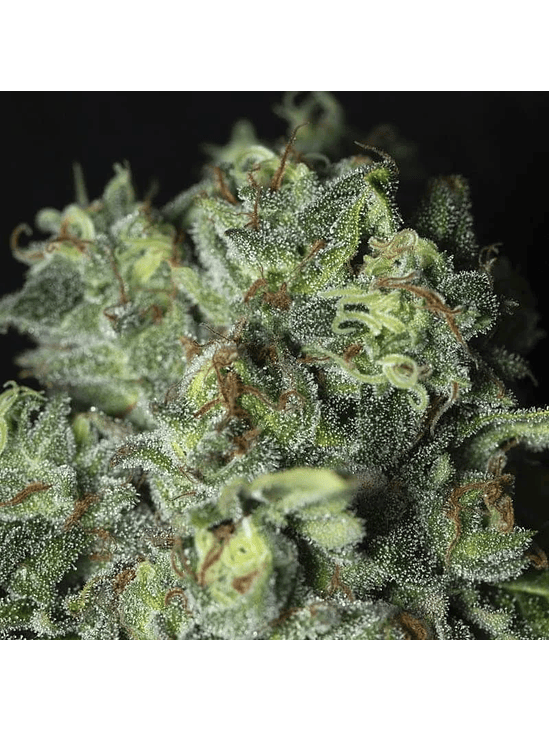 TNT KUSH CBD FEM X3+1-EVA SEEDS 3