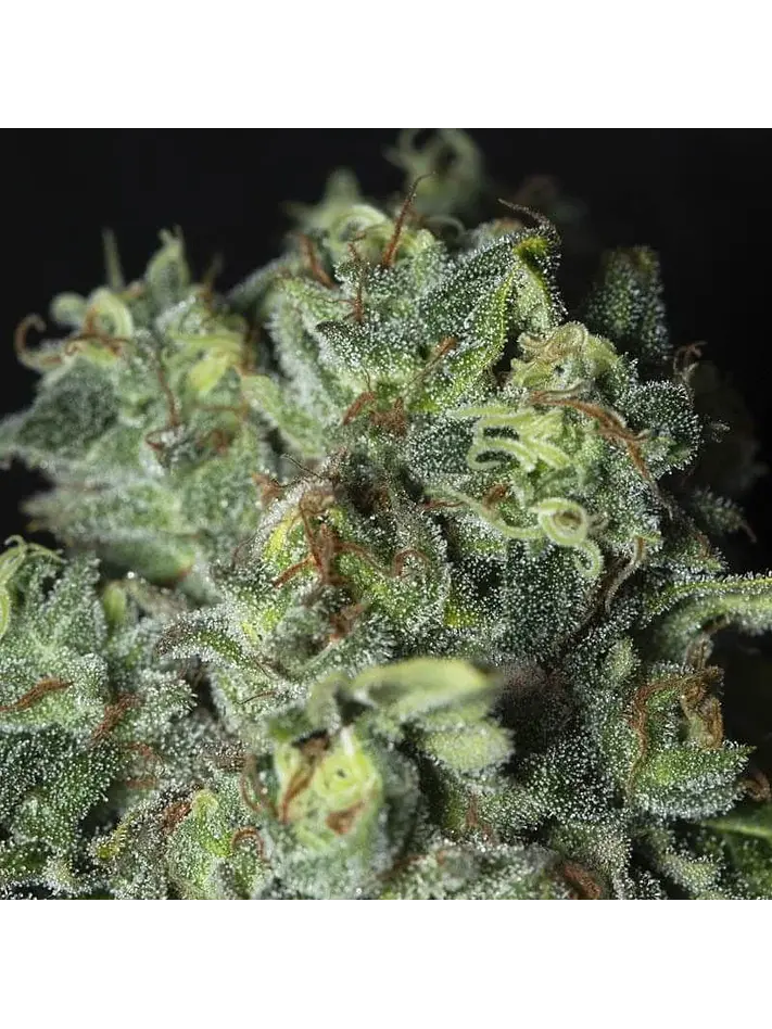 Tnt Kush Cbd Fem X3+1-Eva Seeds 3