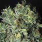 Tnt Kush Cbd Fem X3+1-Eva Seeds - Miniatura 3