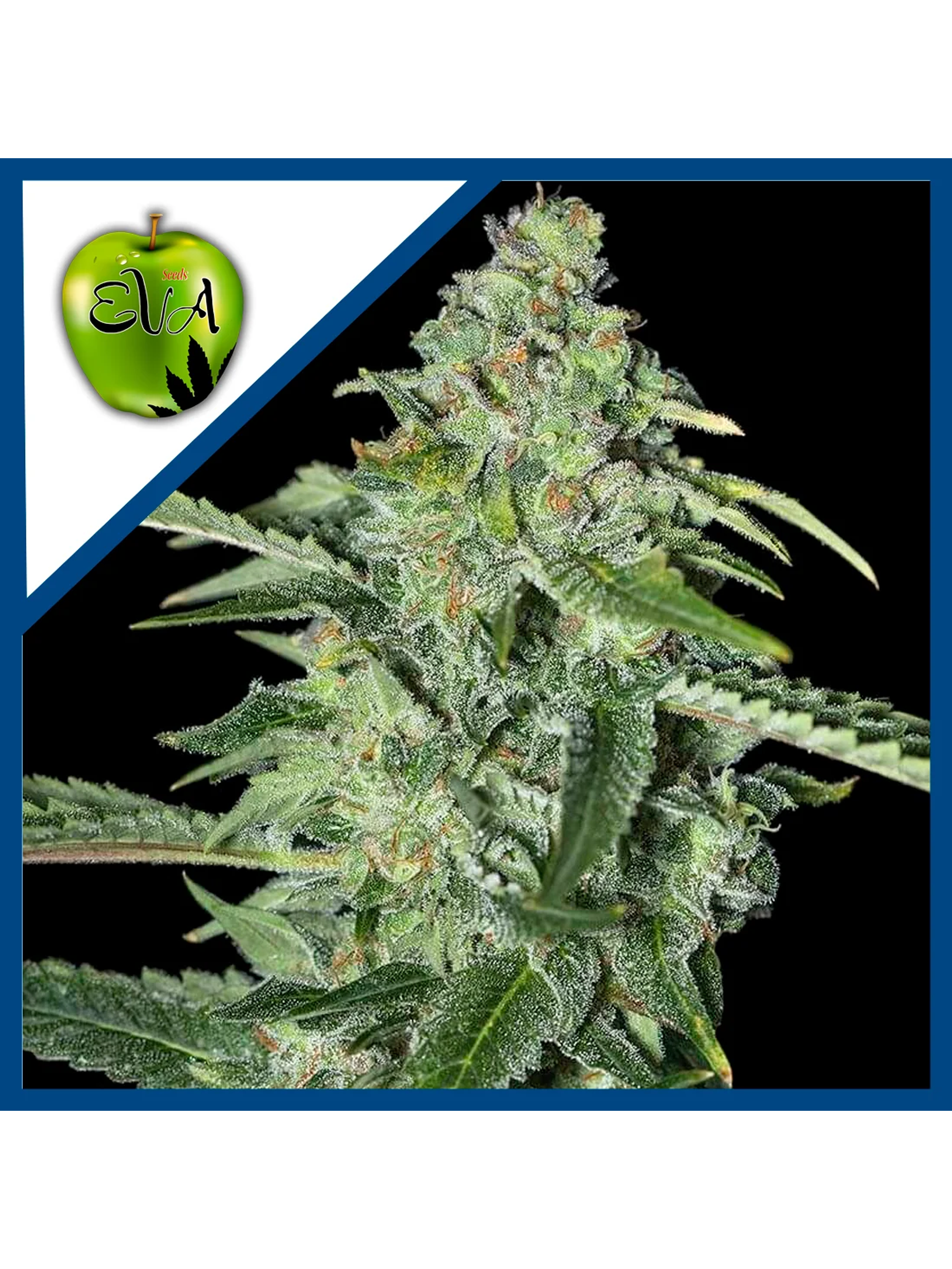 Tnt Kush Cbd Fem X3+1-Eva Seeds 1