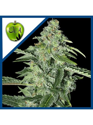 TNT KUSH CBD FEM X3+1-EVA SEEDS 1