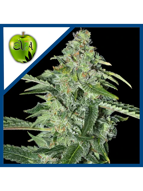Tnt Kush Cbd Fem X3+1-Eva Seeds 1