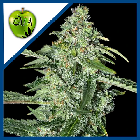 Tnt Kush Cbd Fem X3+1-Eva Seeds