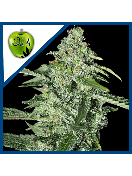 TNT KUSH CBD FEM X3+1-EVA SEEDS 1