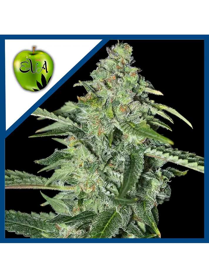 Tnt Kush Cbd Fem X3+1-Eva Seeds 1