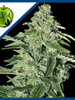TNT KUSH CBD FEM X3+1-EVA SEEDS - Miniatura 1