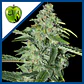 Tnt Kush Cbd Fem X3+1-Eva Seeds - Miniatura 1