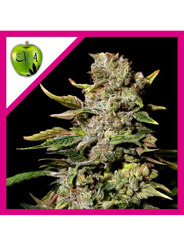 Tnt Kush Fem -Eva Seeds (X3+1/X3) 1
