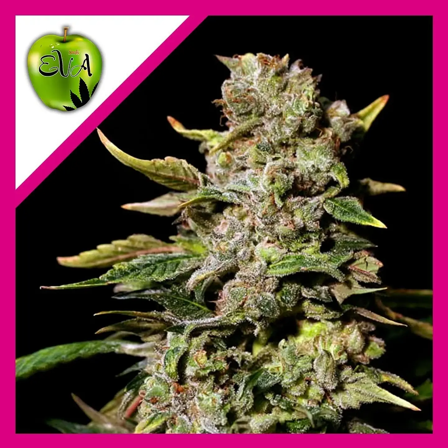 Tnt Kush Fem -Eva Seeds X3+1 1