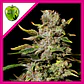 Tnt Kush Fem -Eva Seeds (X3+1/X3) - Miniatura 1