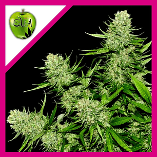 VENENO  FEM X3-EVA SEEDS