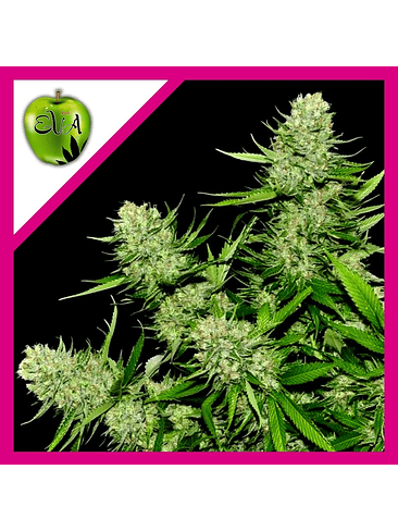 VENENO  FEM X3-EVA SEEDS 1