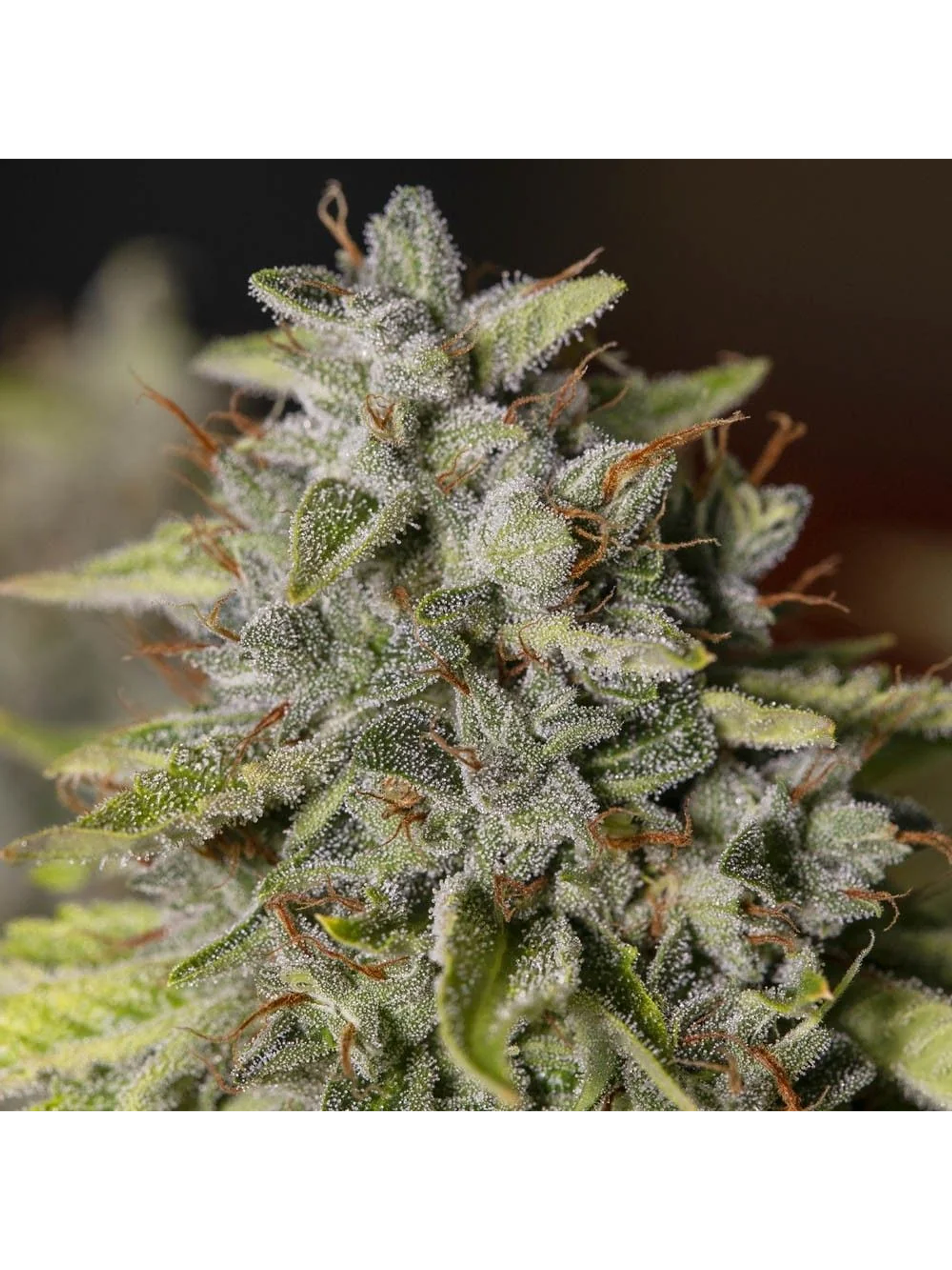 Viejo Toby Fem X3+1-Eva Seeds 1