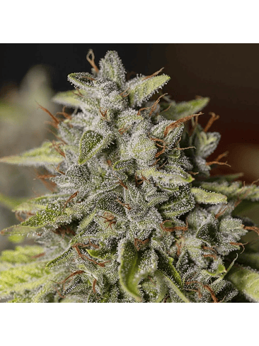 VIEJO TOBY FEM X3+1-EVA SEEDS 1