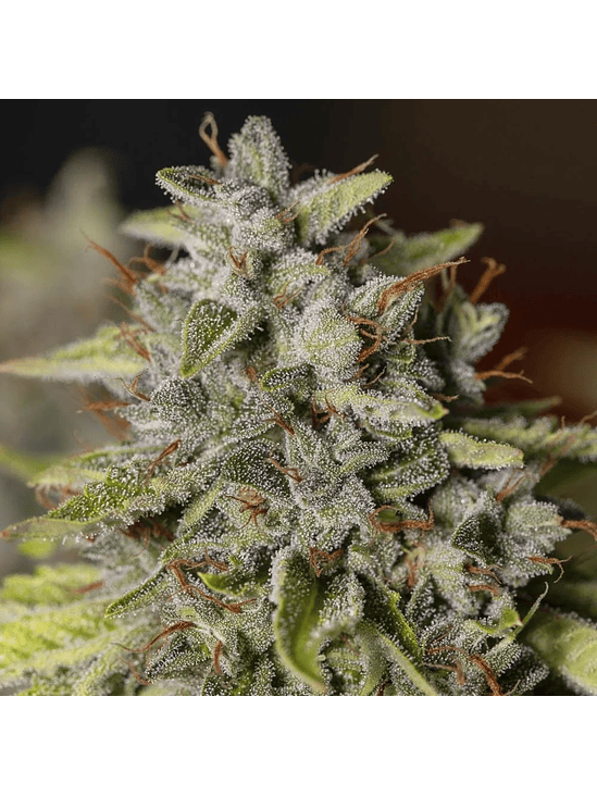 VIEJO TOBY FEM X3+1-EVA SEEDS 1