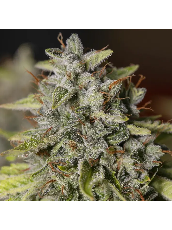 Viejo Toby Fem X3+1-Eva Seeds 1
