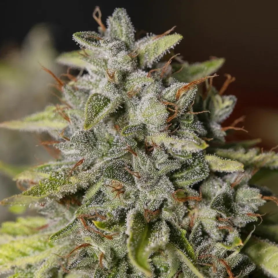 Viejo Toby Fem X3+1-Eva Seeds 1
