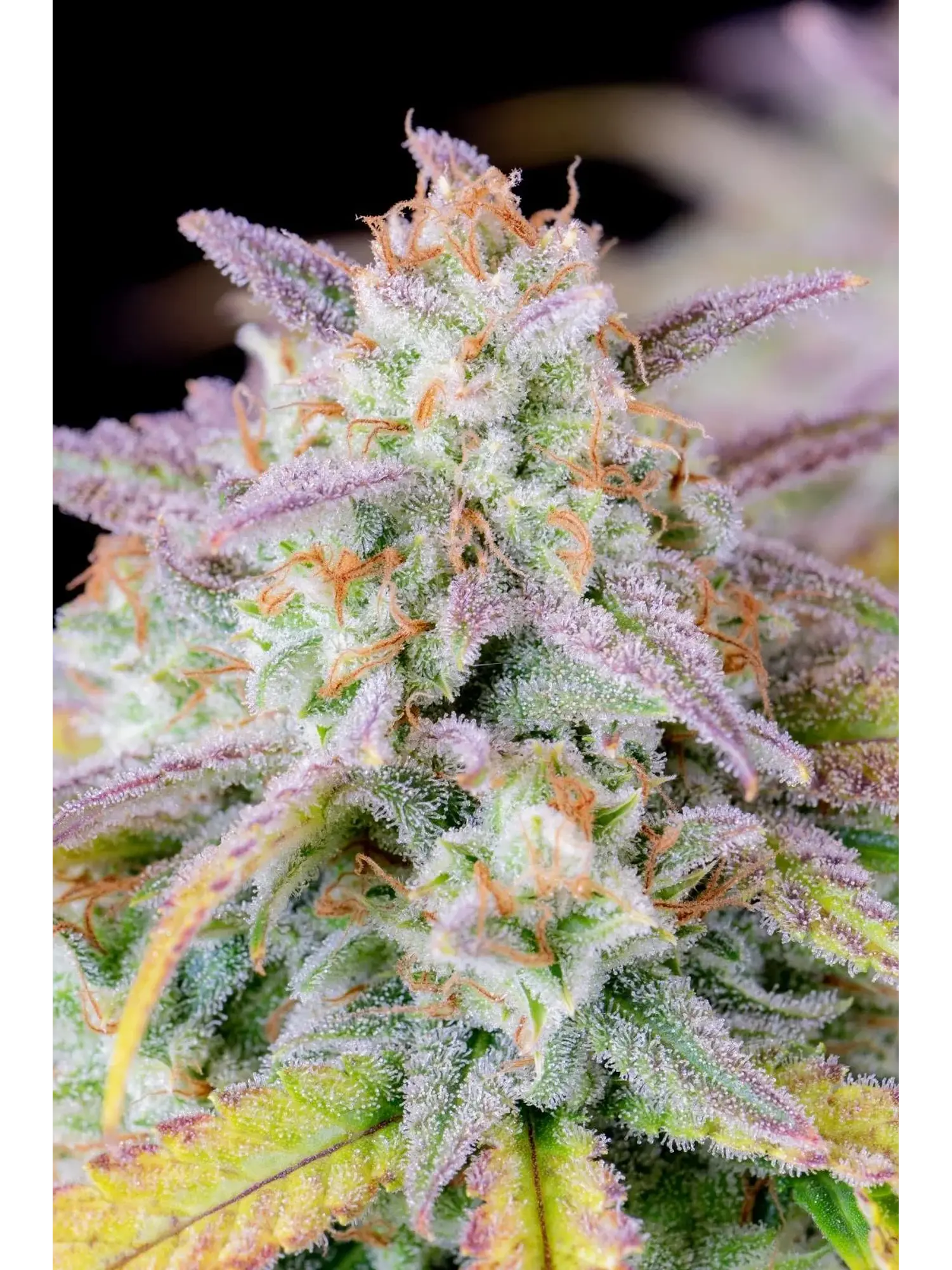 Original Afghan Kush Auto X1-Fast Buds 1