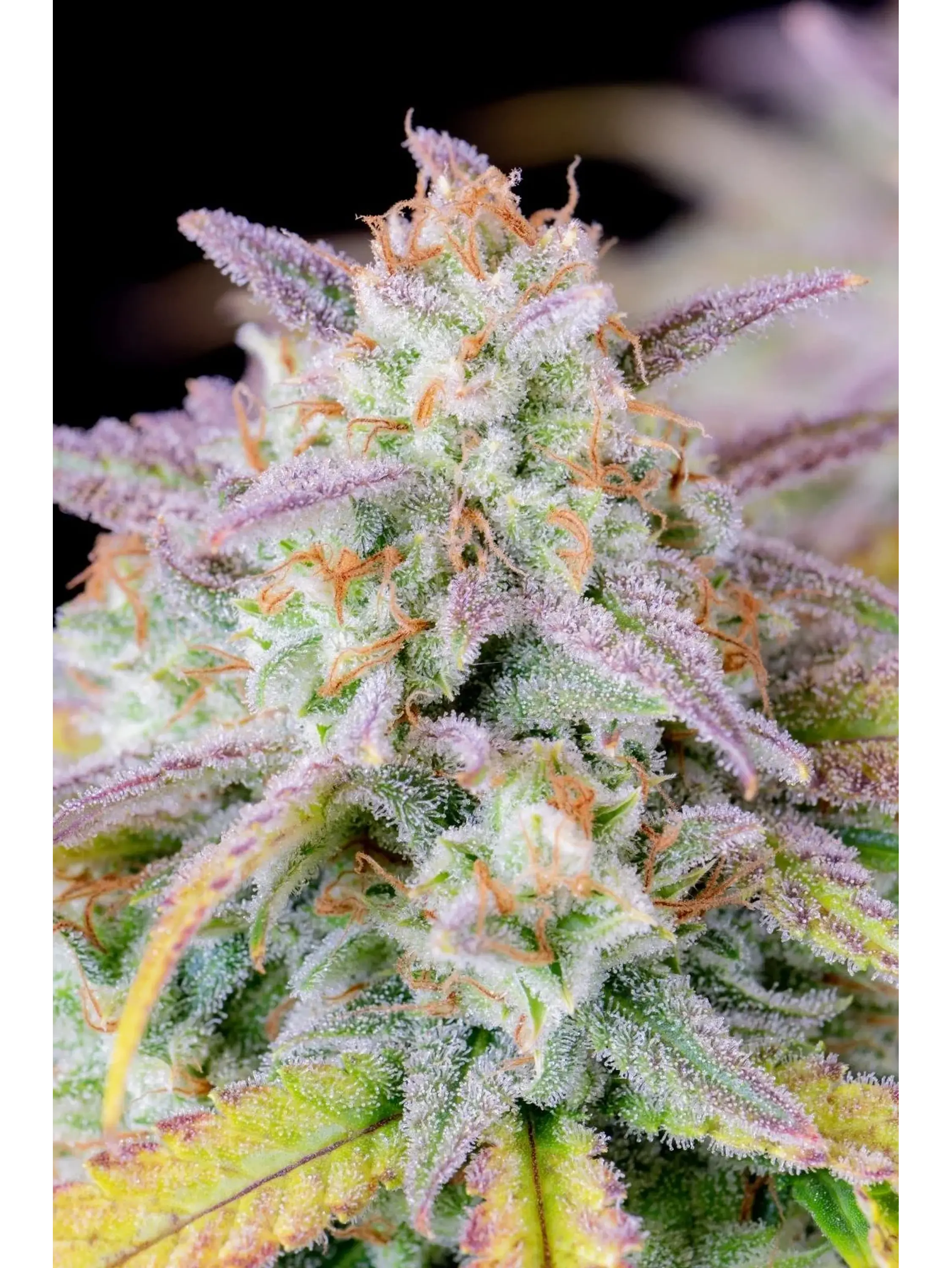 Original Afghan Kush Auto X1-Fast Buds 1