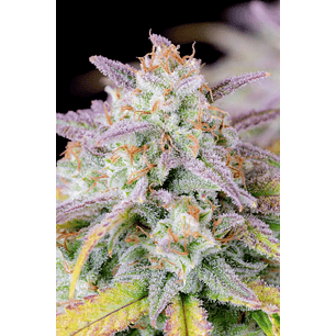 ORIGINAL AFGHAN KUSH AUTO X1-FAST BUDS