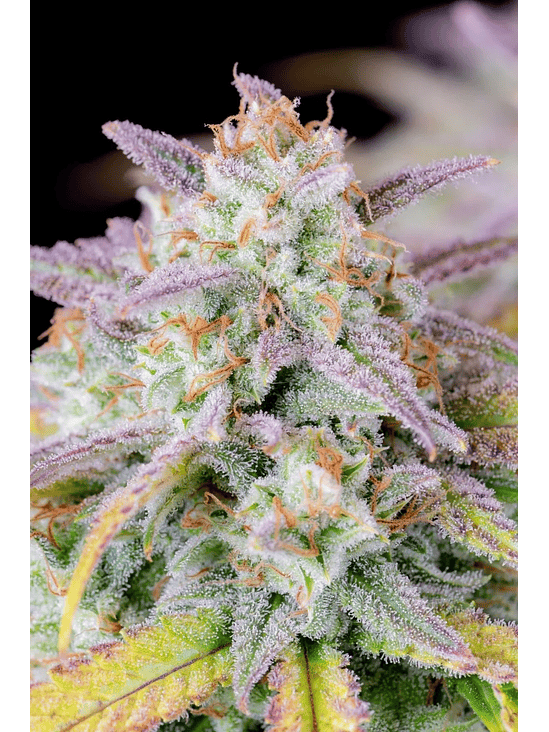 ORIGINAL AFGHAN KUSH AUTO X1-FAST BUDS 1